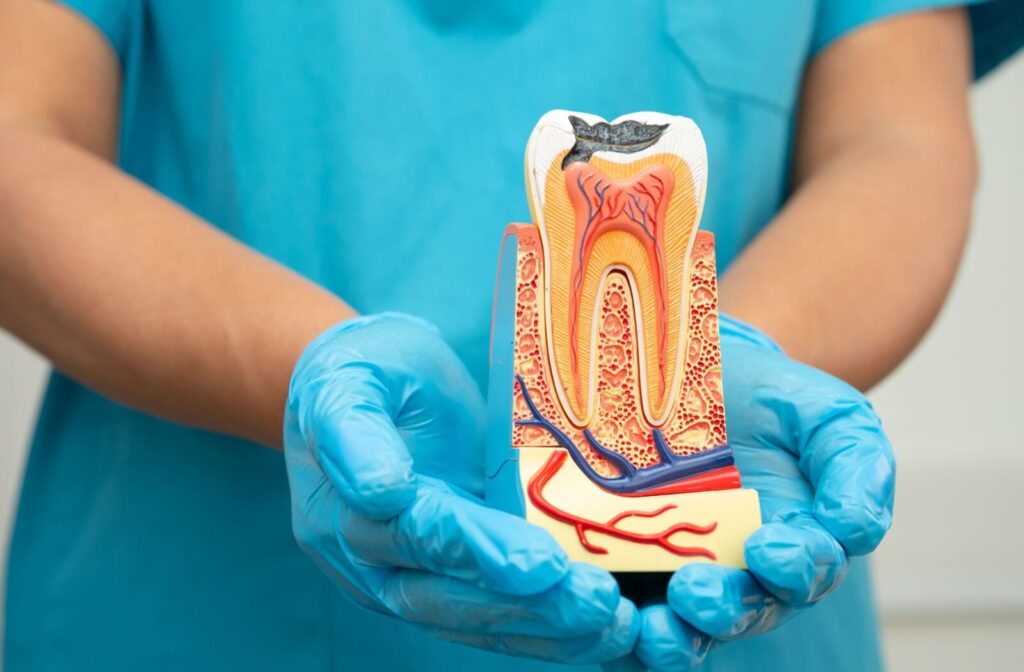 Holding a cross-section model of a tooth showing root canal anatomy.